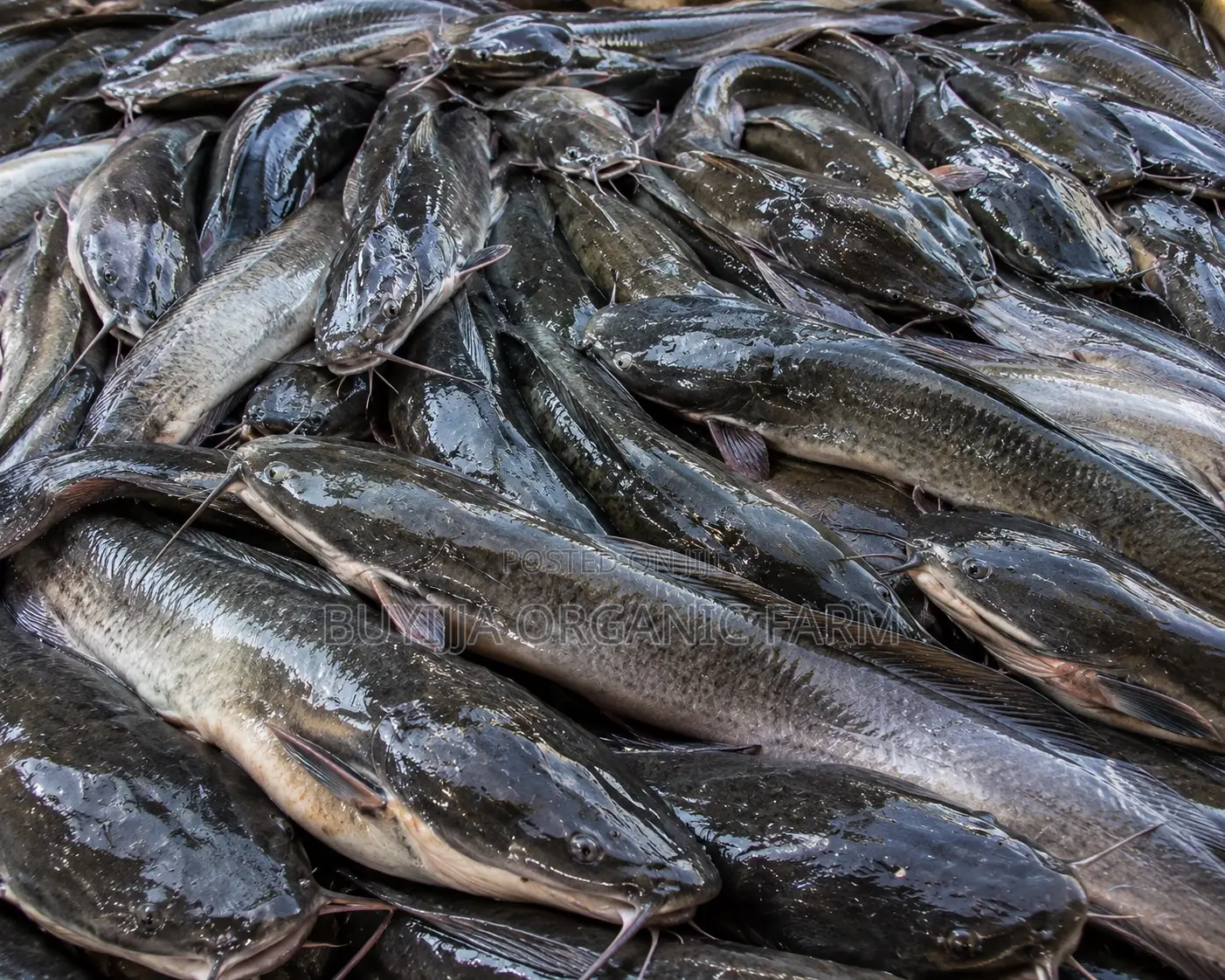 Fresh Tilapia Catfish For Sale In Uganda | Buyijja Organic Farm