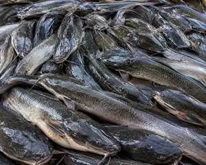 Fresh Tilapia Catfish For Sale In Uganda | Buyijja Organic Farm