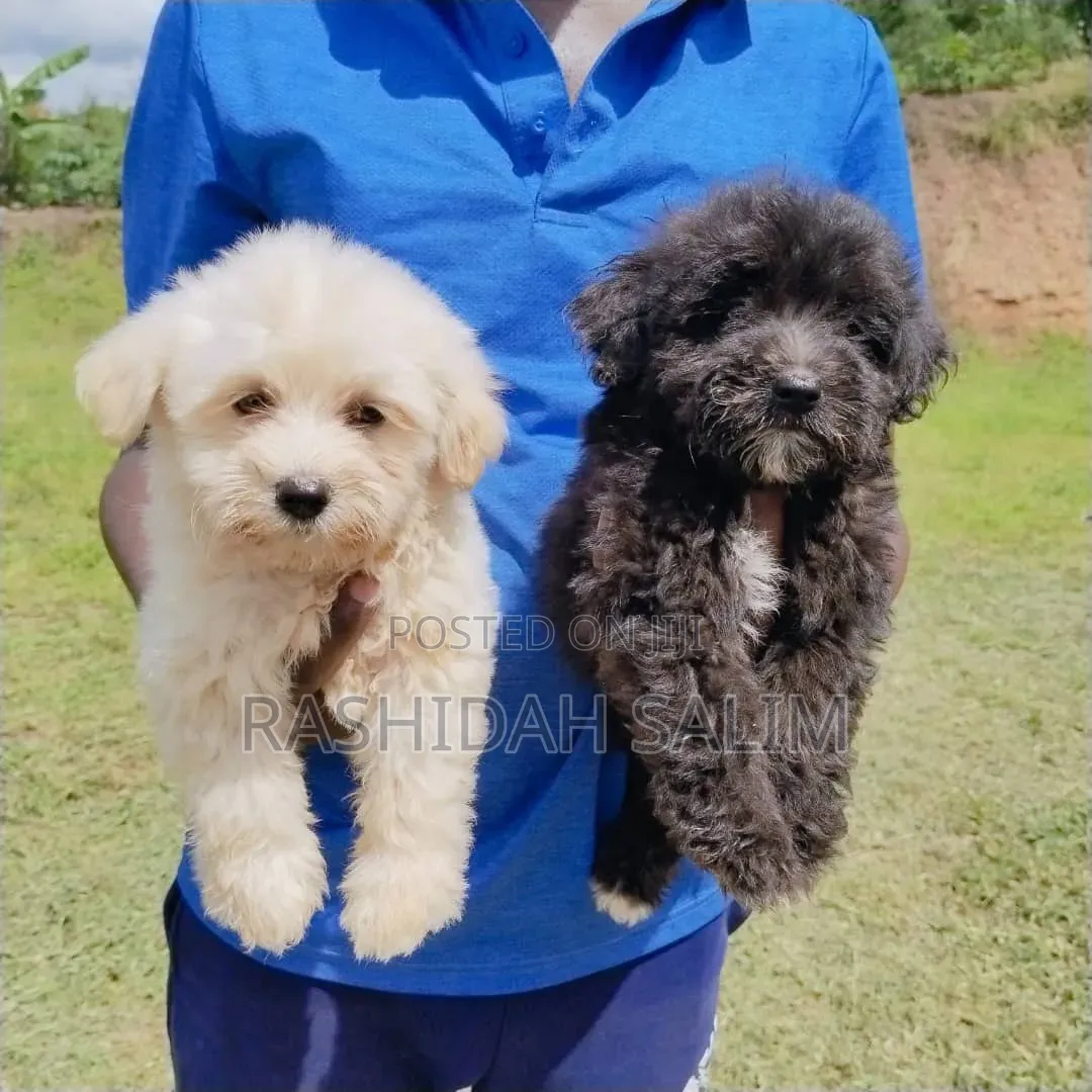 1-3 months Male Purebred Maltese
