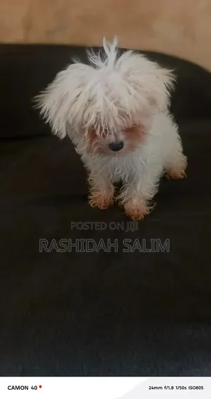 1-3 months Male Purebred Maltese