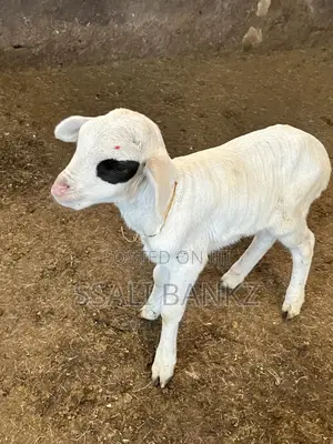 Goat Kids Sheep Make Your Order Today