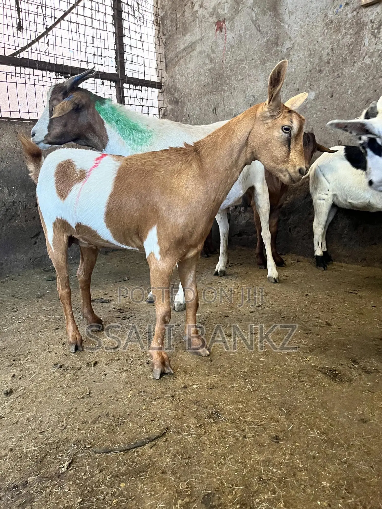 Goat Kids Sheep Make Your Order Today