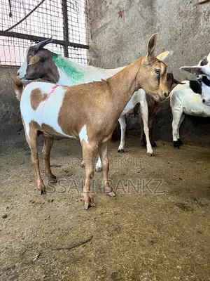 Goat Kids Sheep Make Your Order Today