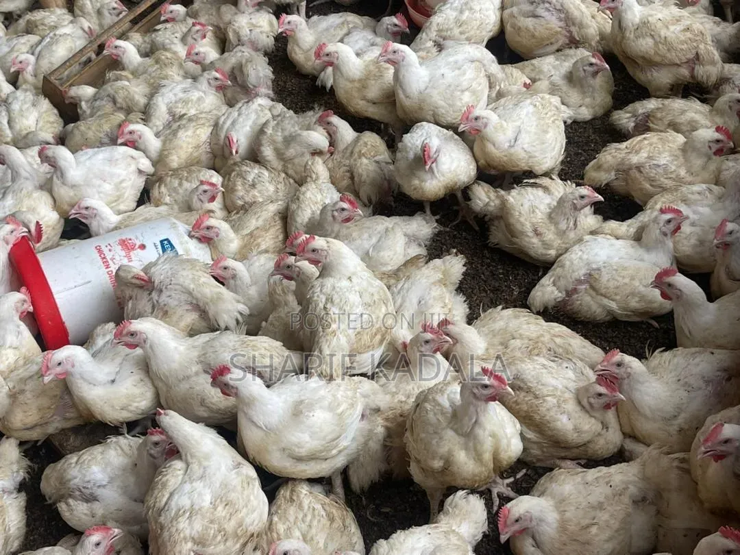 Broilers 6weeks 2.5kgs 1000pcs