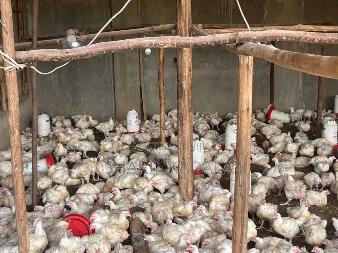 Broilers 6weeks 2.5kgs 1000pcs