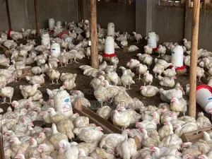 Broilers 6weeks 2.5kgs 1000pcs
