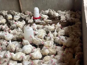 Broilers 6weeks 2.5kgs 1000pcs