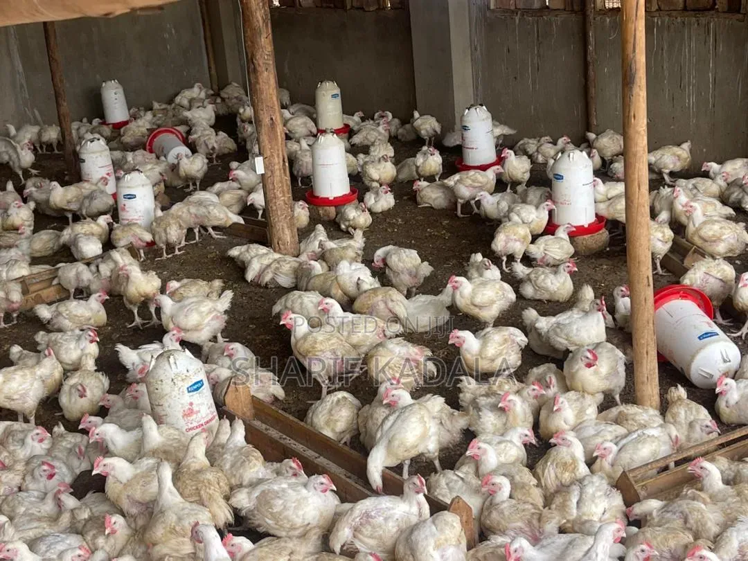 Broilers 6weeks 2.5kgs 1000pcs