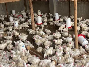 Broilers 6weeks 2.5kgs 1000pcs