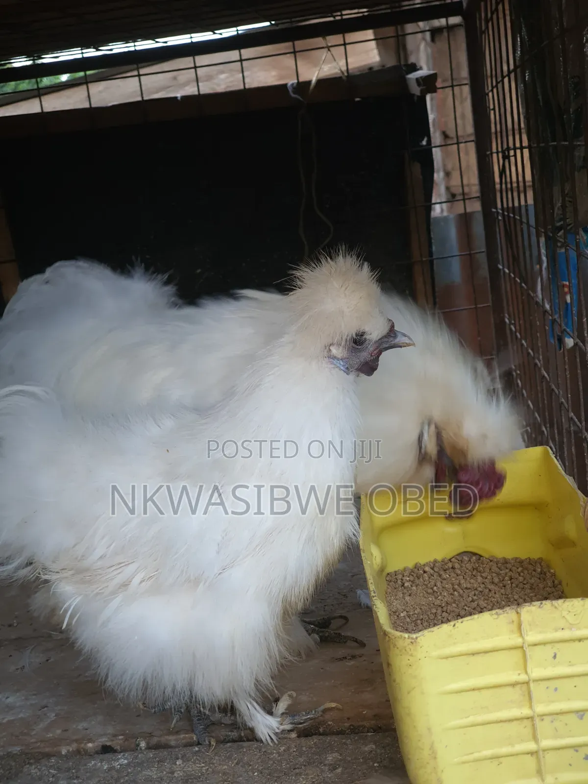 Silky Chicken