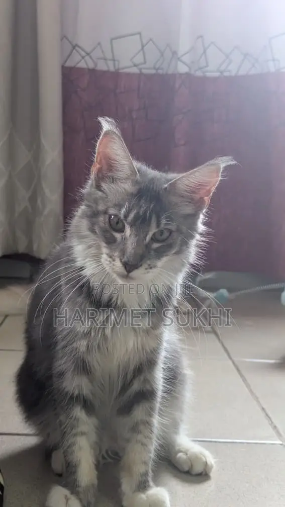 1-3 months Female Purebred Maine Coon