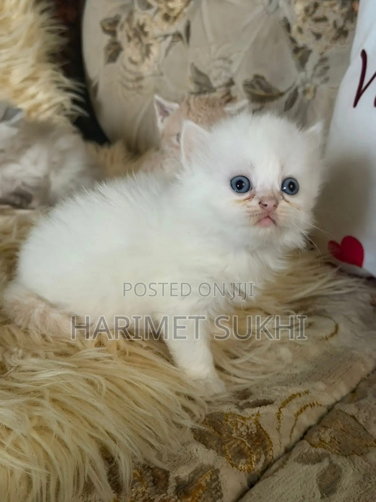 1-3 months Male Purebred Persian