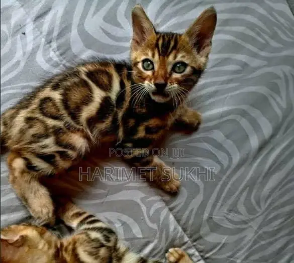 1-3 months Male Purebred Bengal