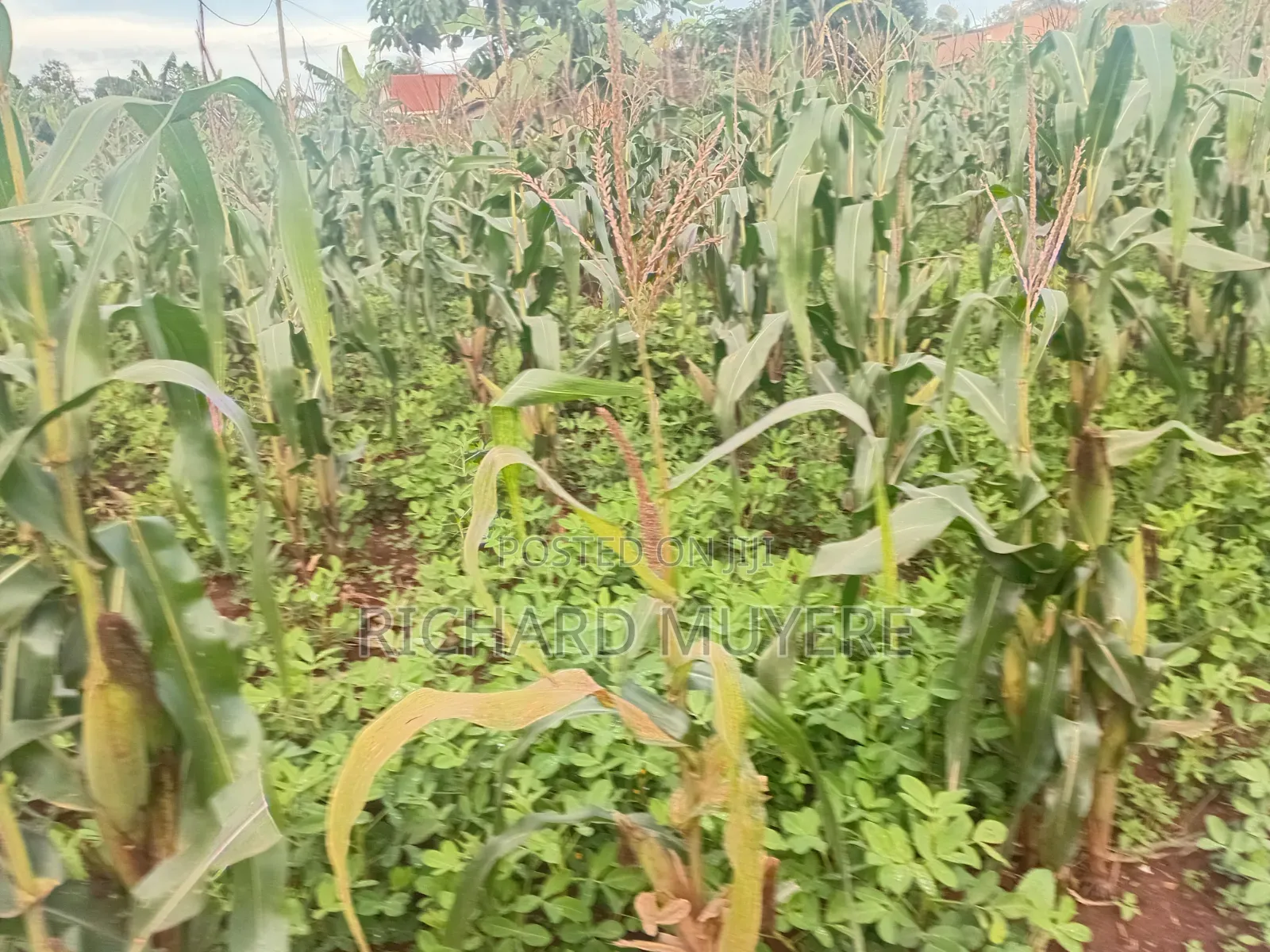 Plot for Sale at 10m Ugx in Matugga