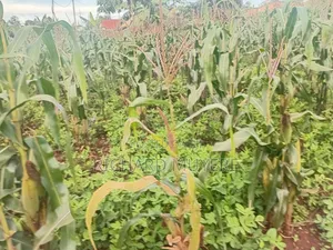 Plot for Sale at 10m Ugx in Matugga