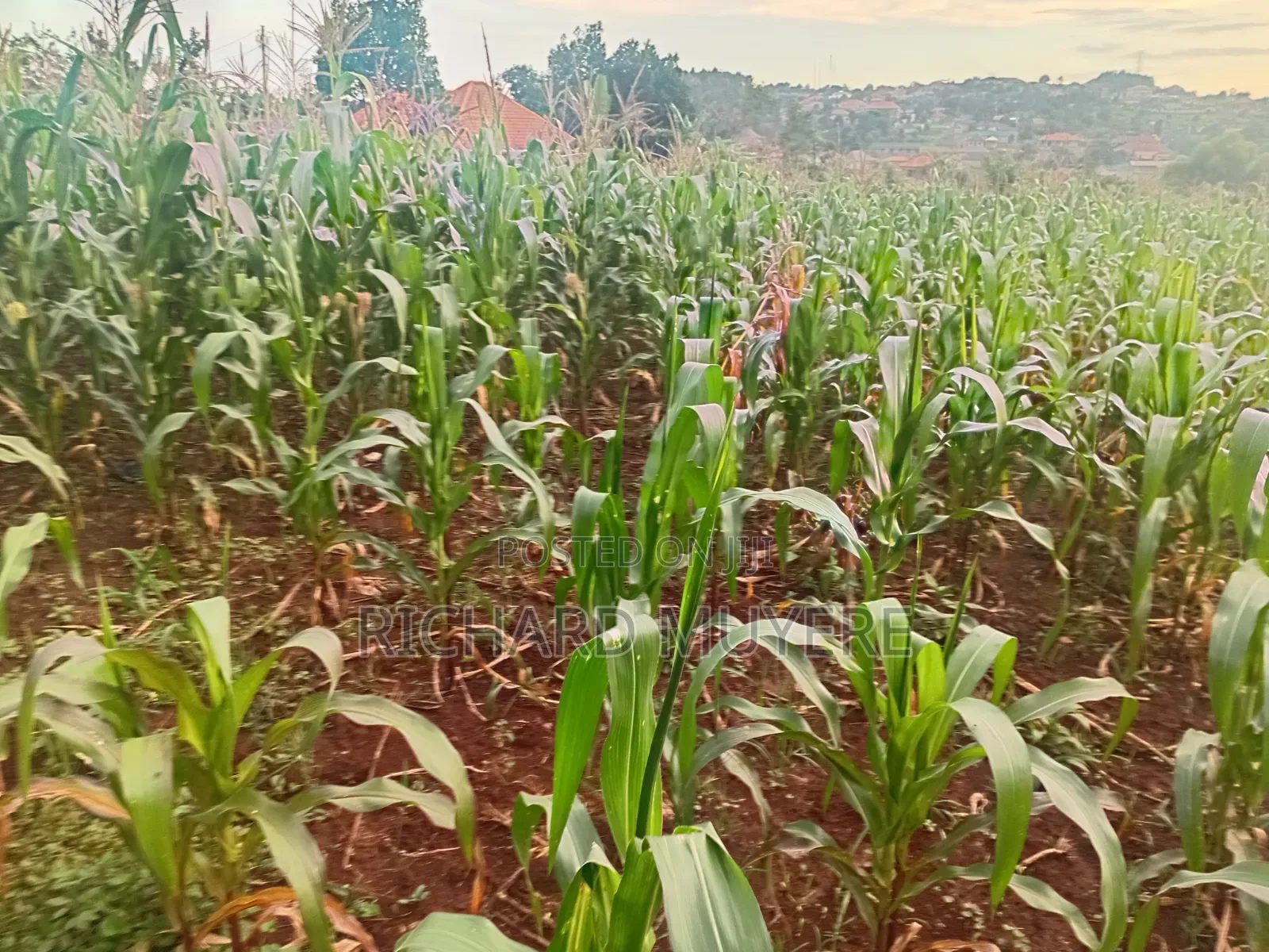 Plot for Sale at 10m Ugx in Matugga