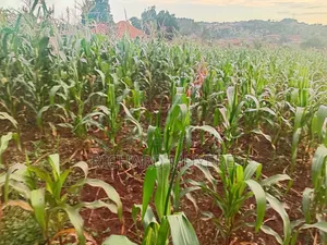 Plot for Sale at 10m Ugx in Matugga