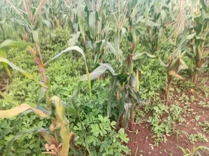 Plot for Sale at 10m Ugx in Matugga