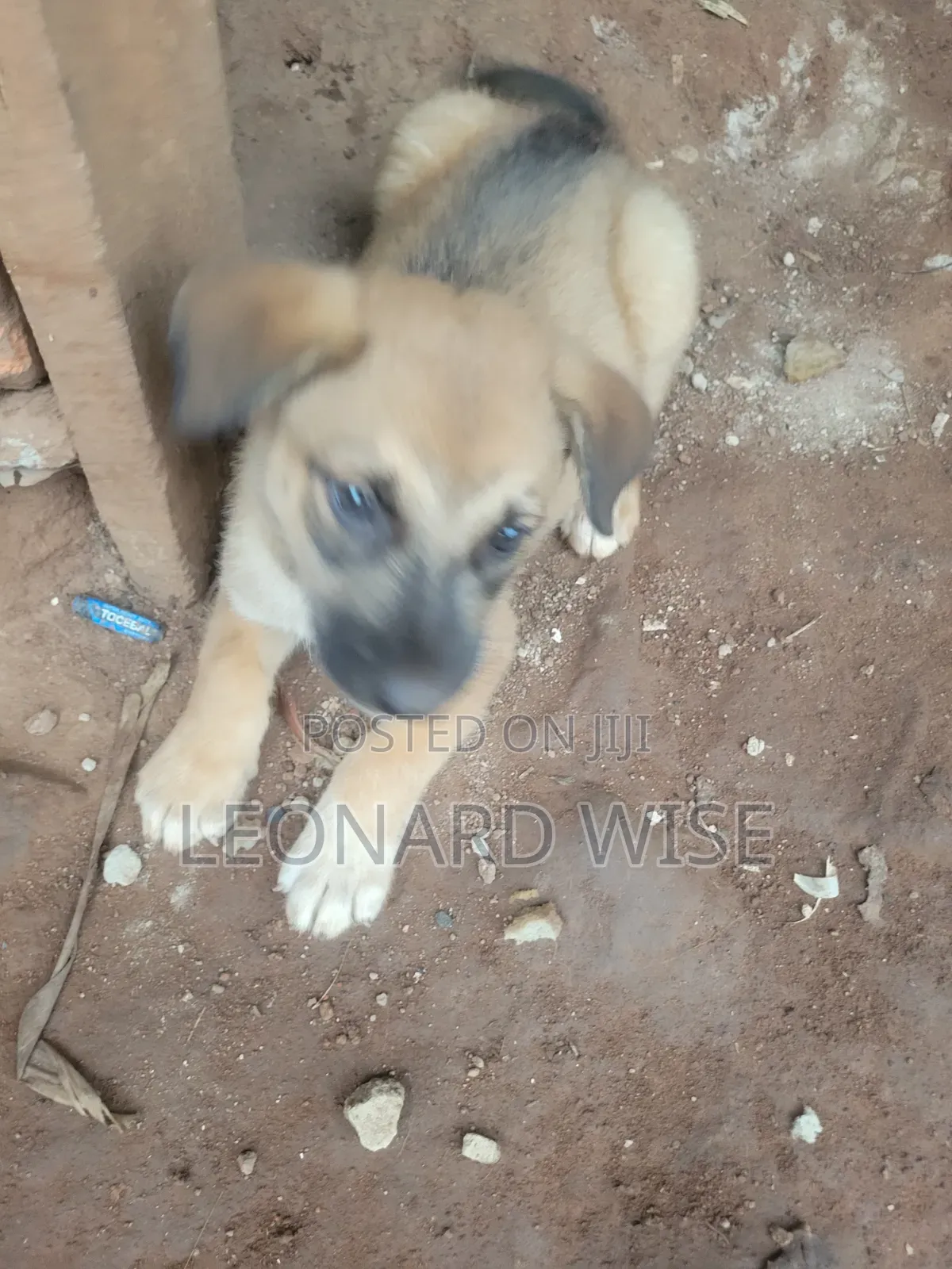 1-3 months Male Mixed Breed German Shepherd