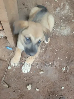 1-3 months Male Mixed Breed German Shepherd