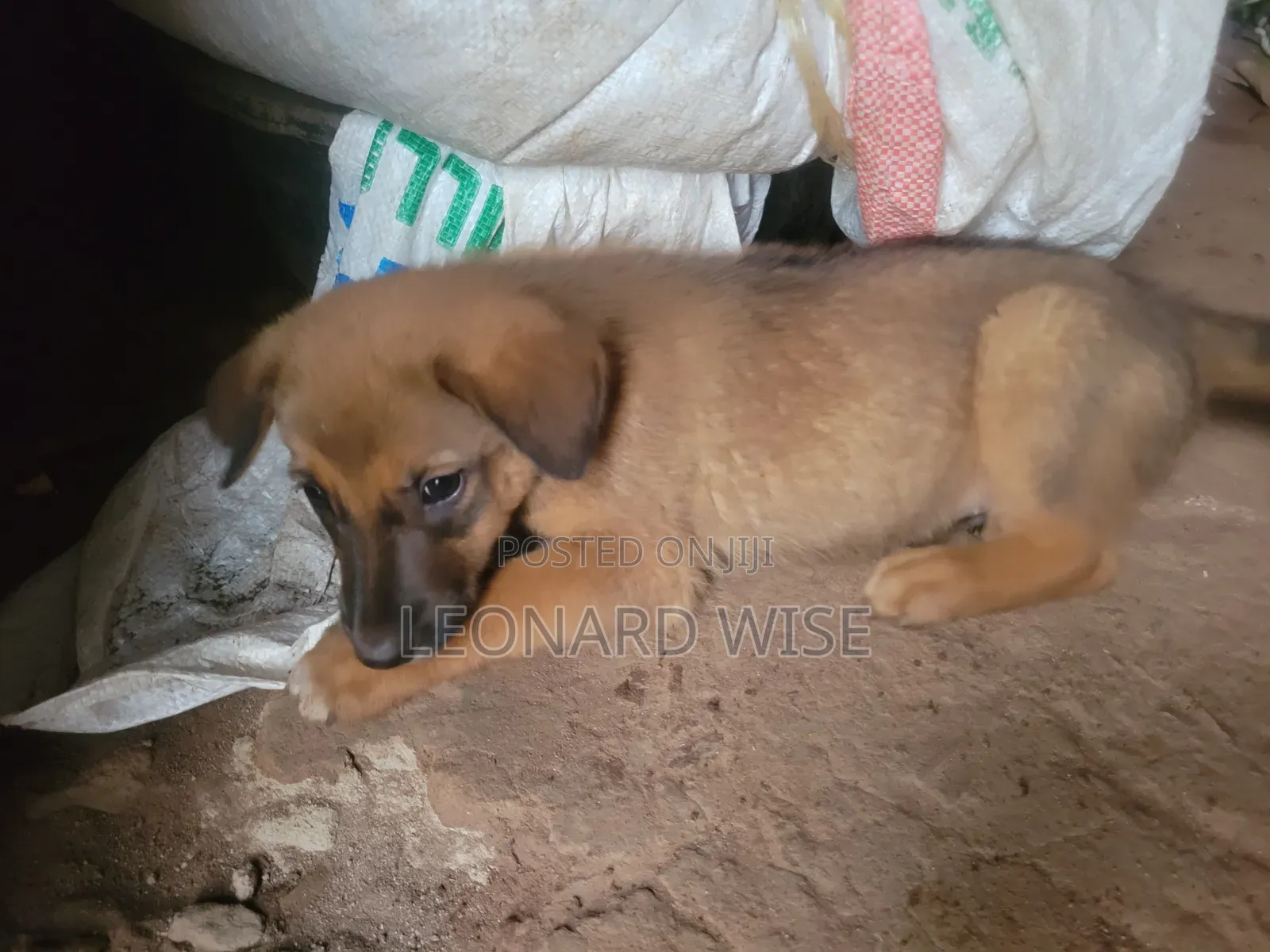 1-3 months Male Mixed Breed German Shepherd