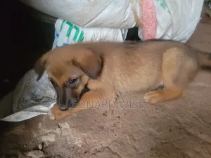 1-3 months Male Mixed Breed German Shepherd