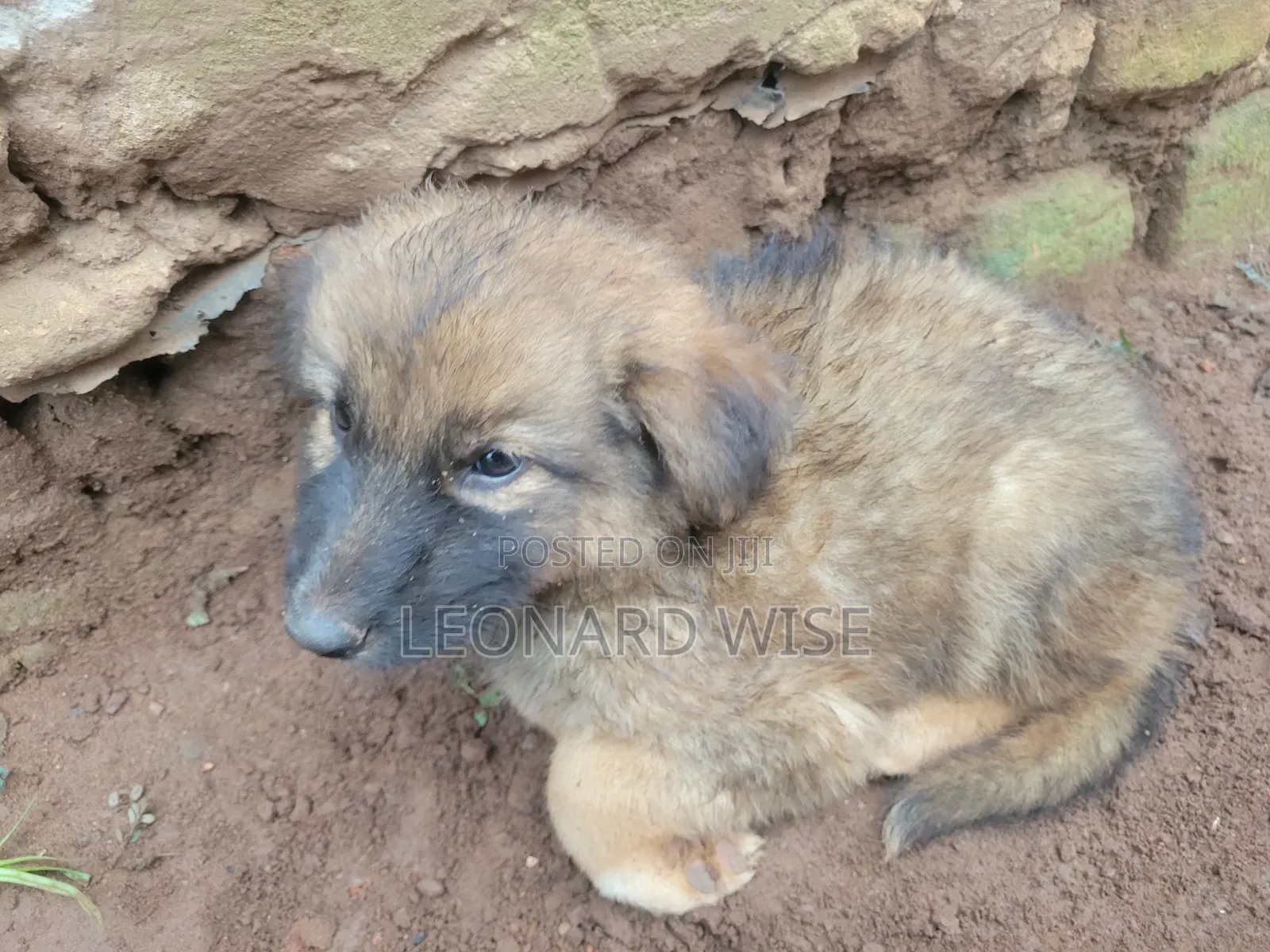 1-3 months Male Mixed Breed German Shepherd