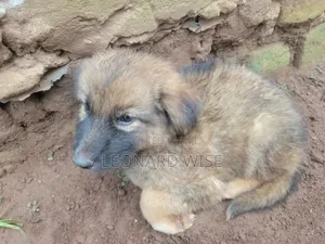 1-3 months Male Mixed Breed German Shepherd