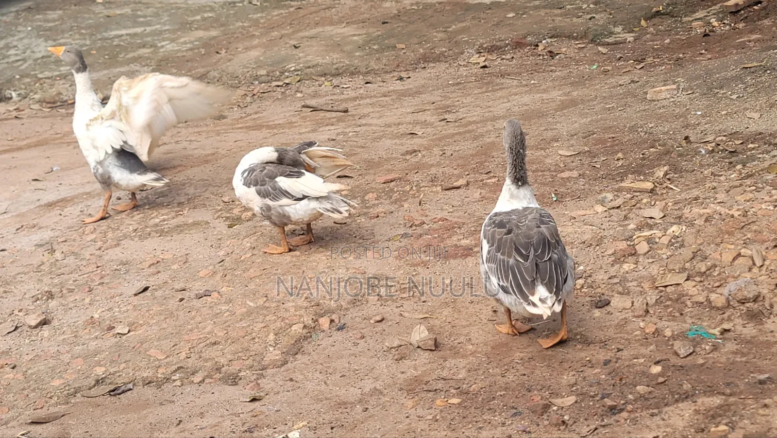 Healthy Geese (Goose) at an Affordable Price