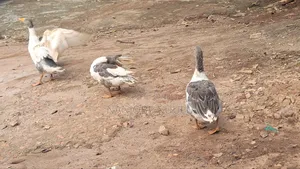 Healthy Geese (Goose) at an Affordable Price
