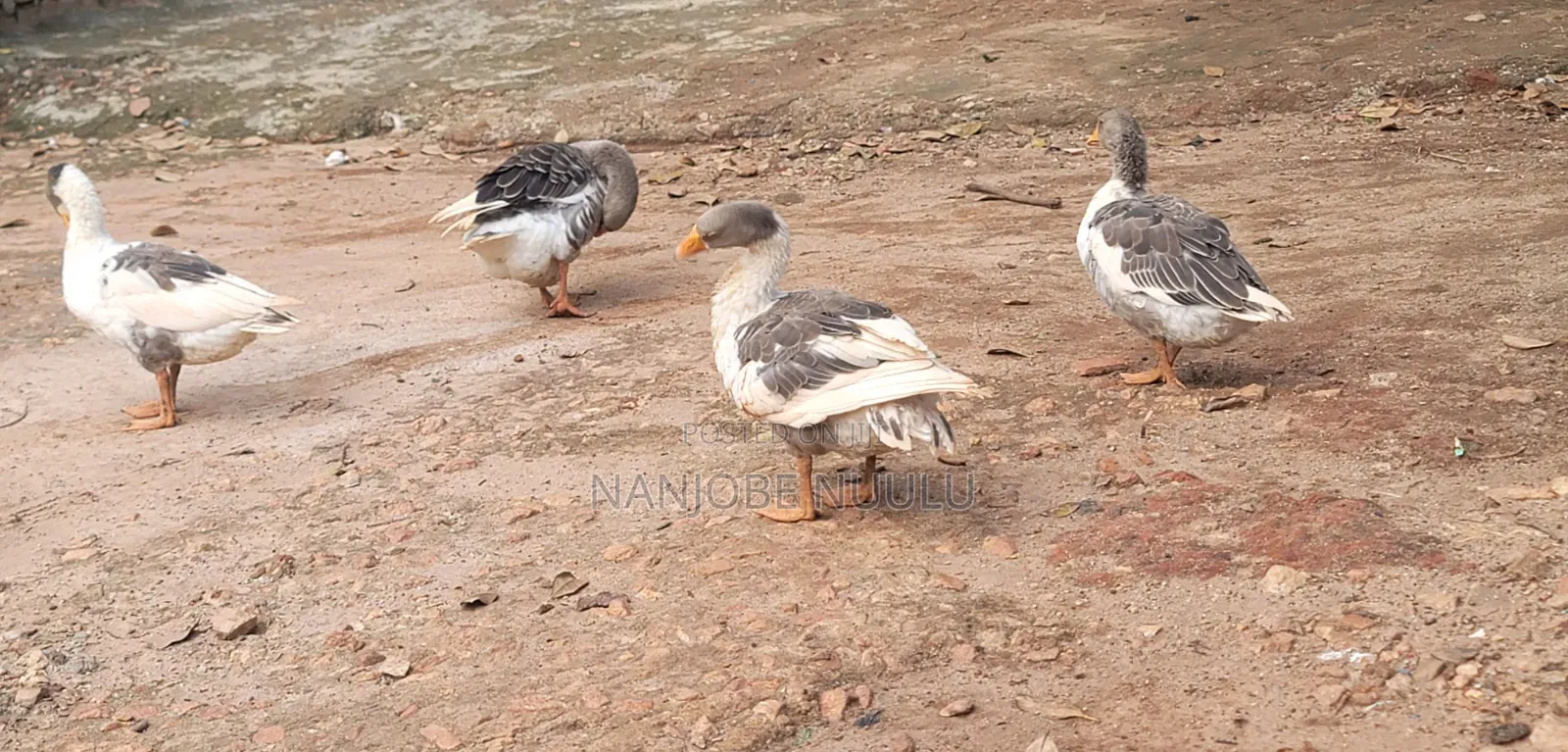 Healthy Geese (Goose) at an Affordable Price