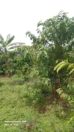 Land/ Houses