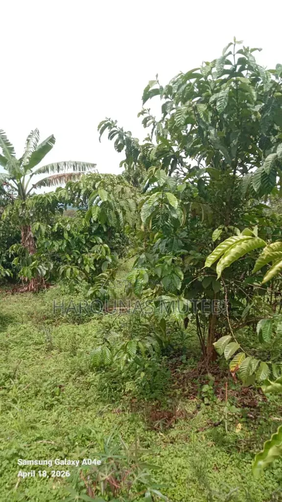 Land/ Houses