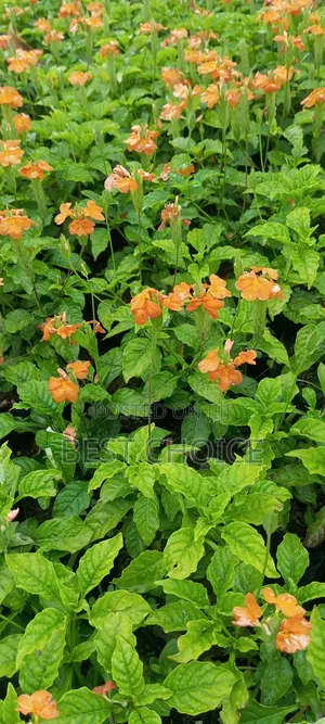 Crossandra: Blooms That Wow.