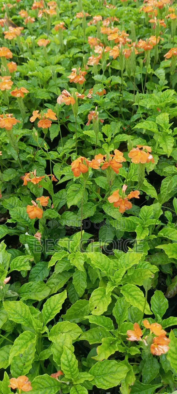 Crossandra: Blooms That Wow.