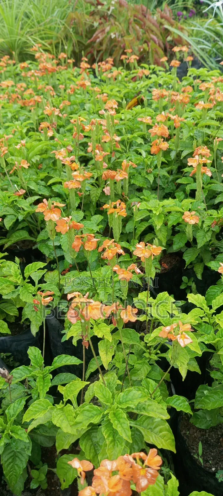 Crossandra: Blooms That Wow.