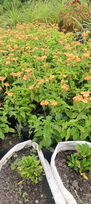 Crossandra: Blooms That Wow.