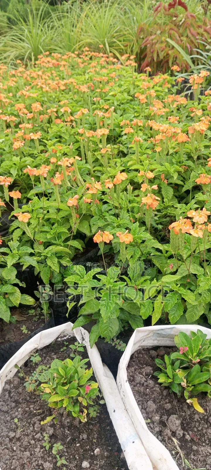 Crossandra: Blooms That Wow.
