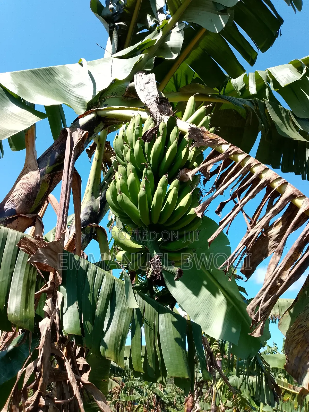 Bananas/Matooke