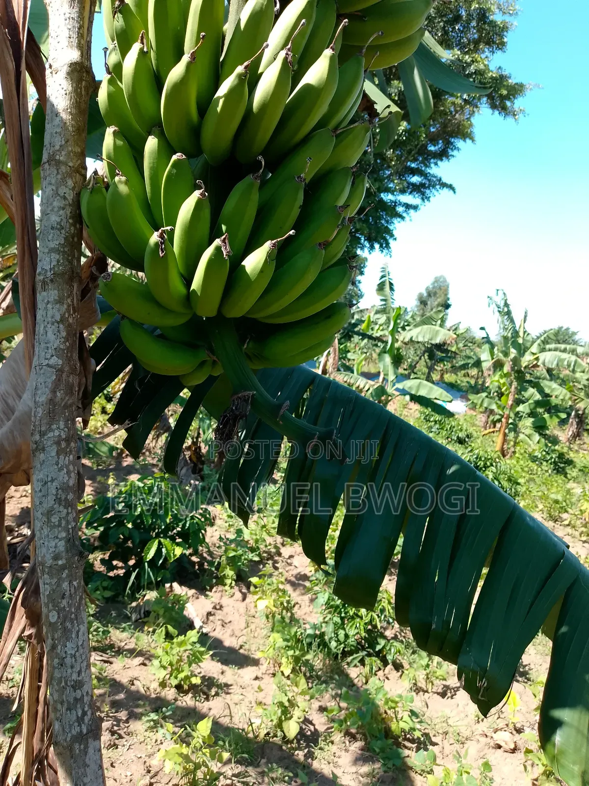 Bananas/Matooke