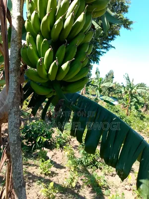Bananas/Matooke
