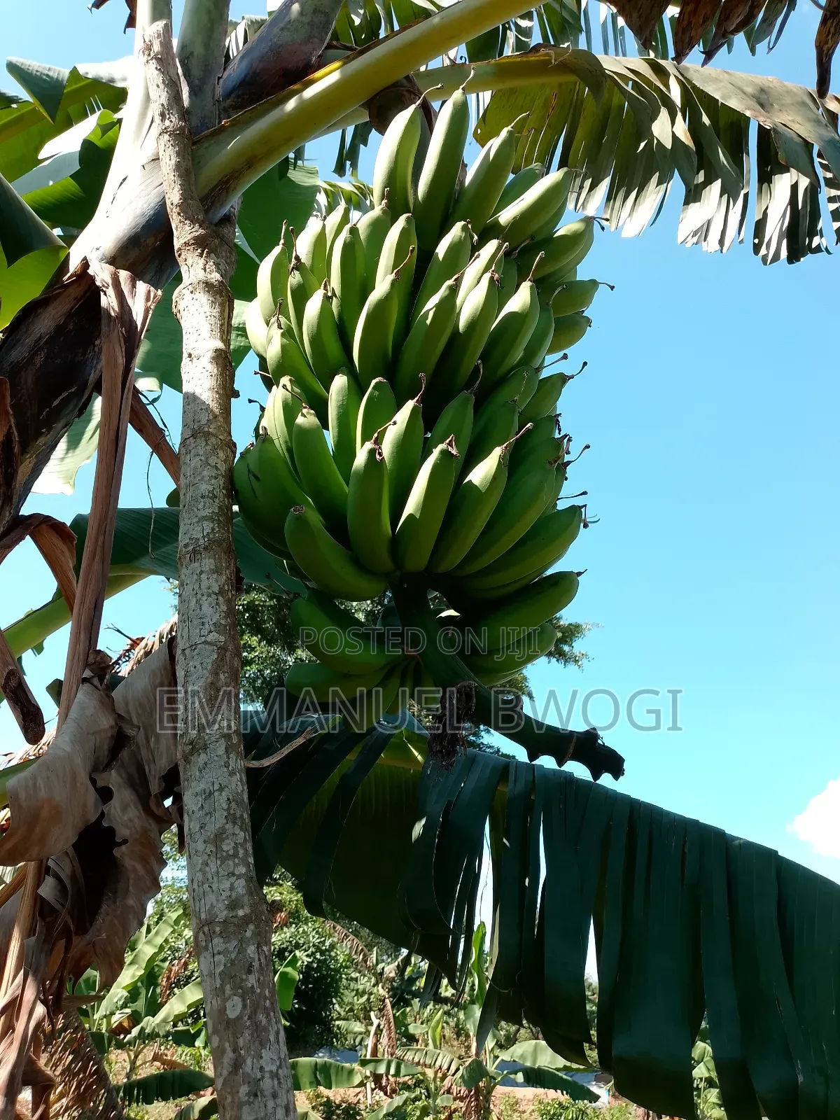 Bananas/Matooke