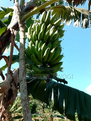 Bananas/Matooke