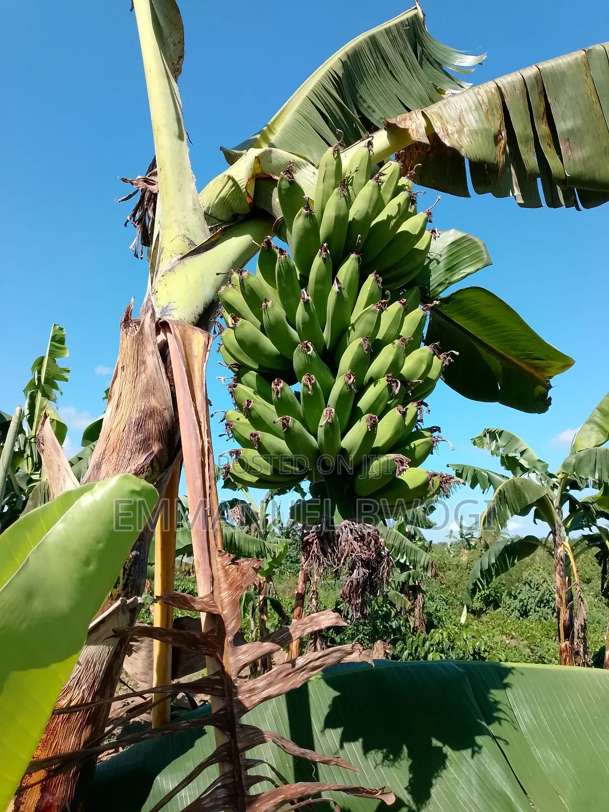 Bananas/Matooke