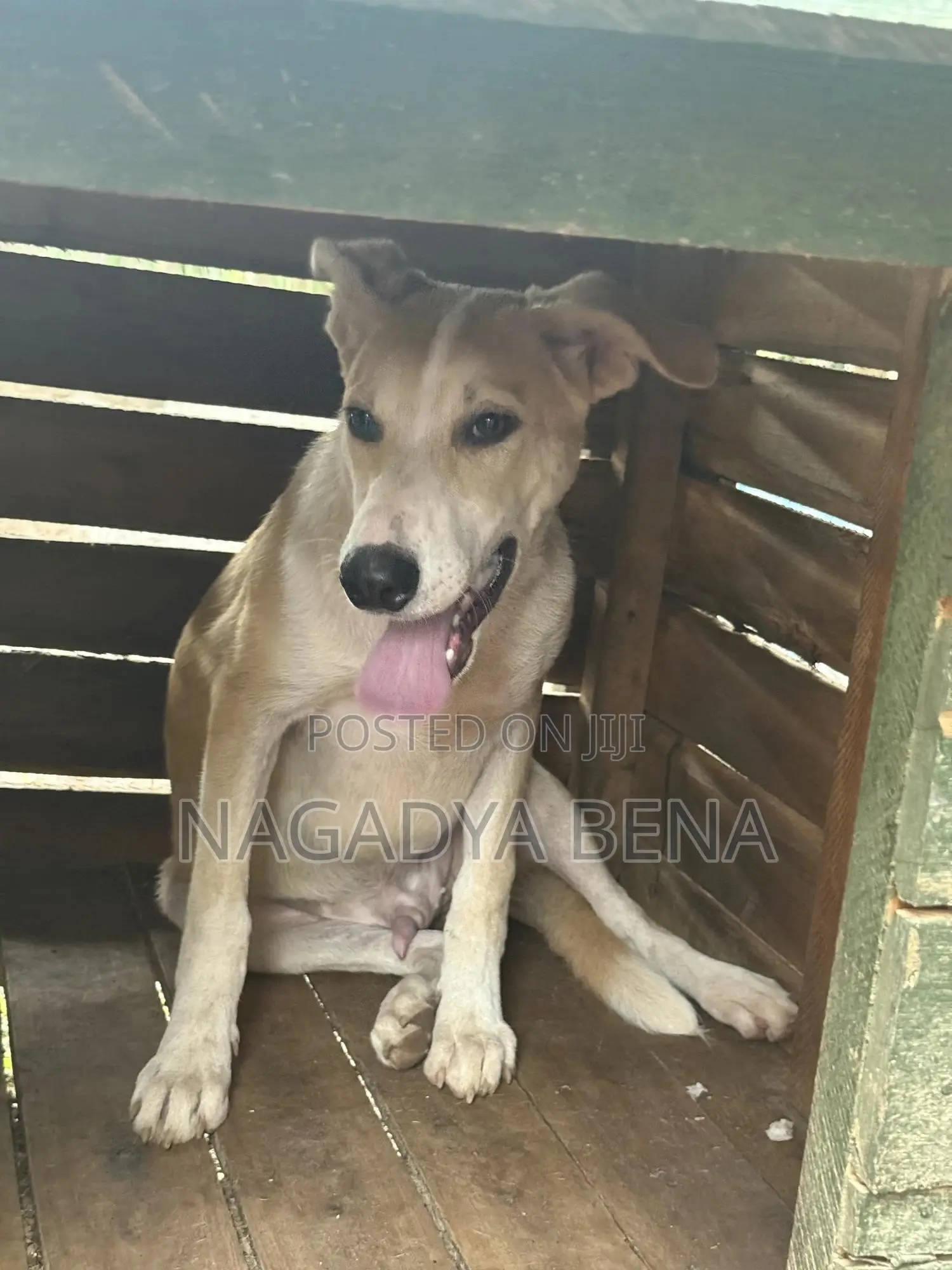 3-6 months Male Mixed Breed Dog