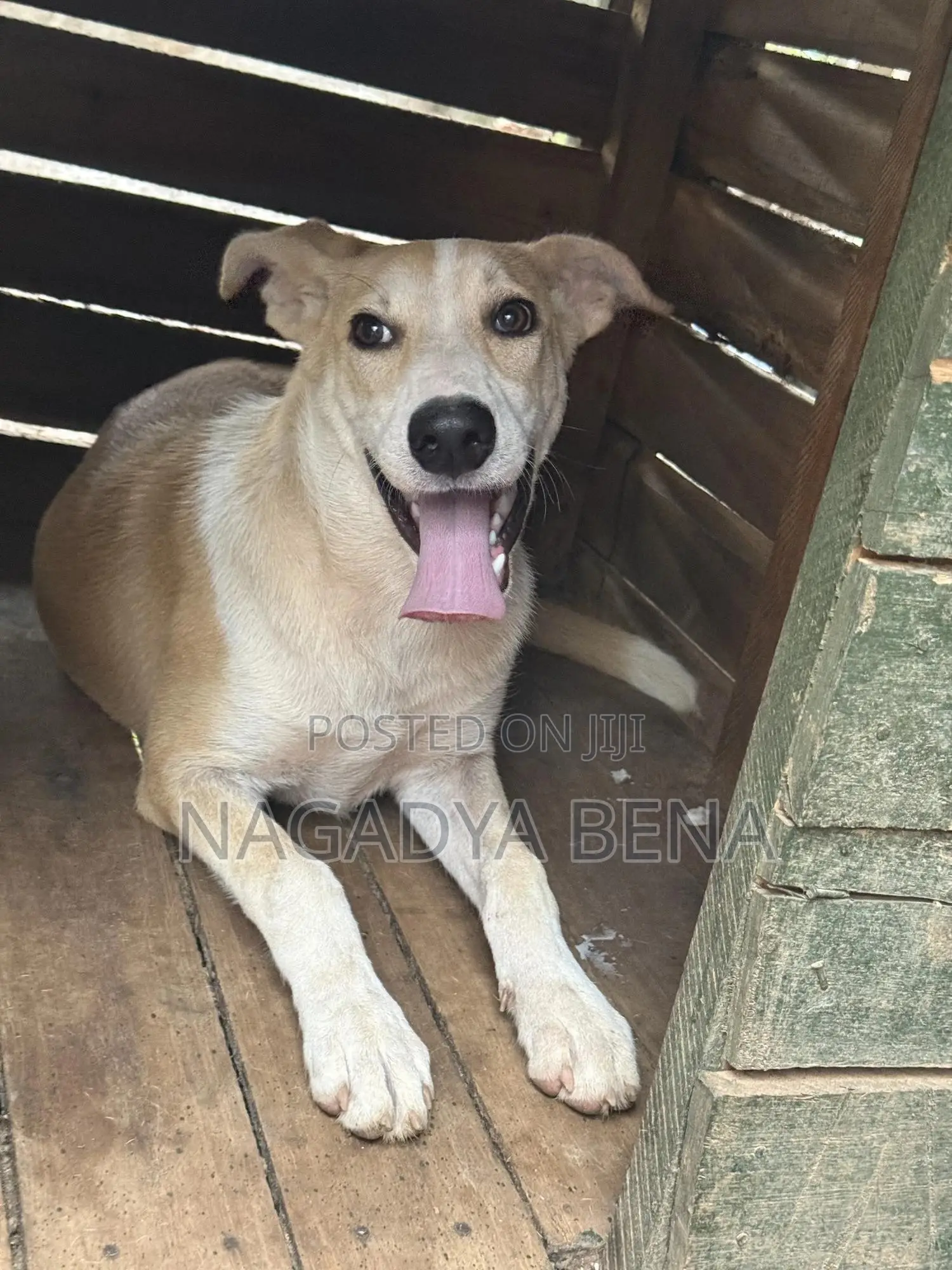 3-6 months Male Mixed Breed Dog