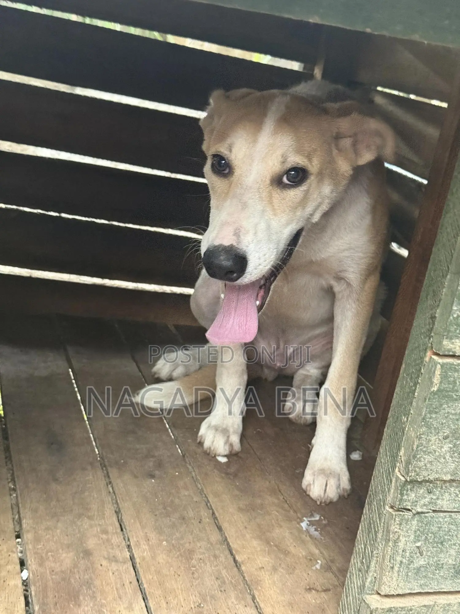 3-6 months Male Mixed Breed Dog