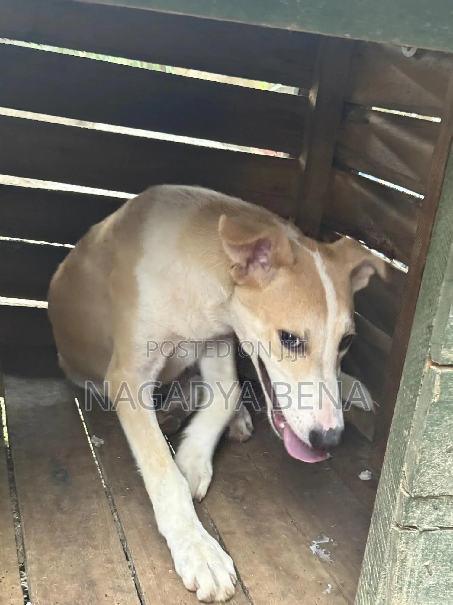 3-6 months Male Mixed Breed Dog