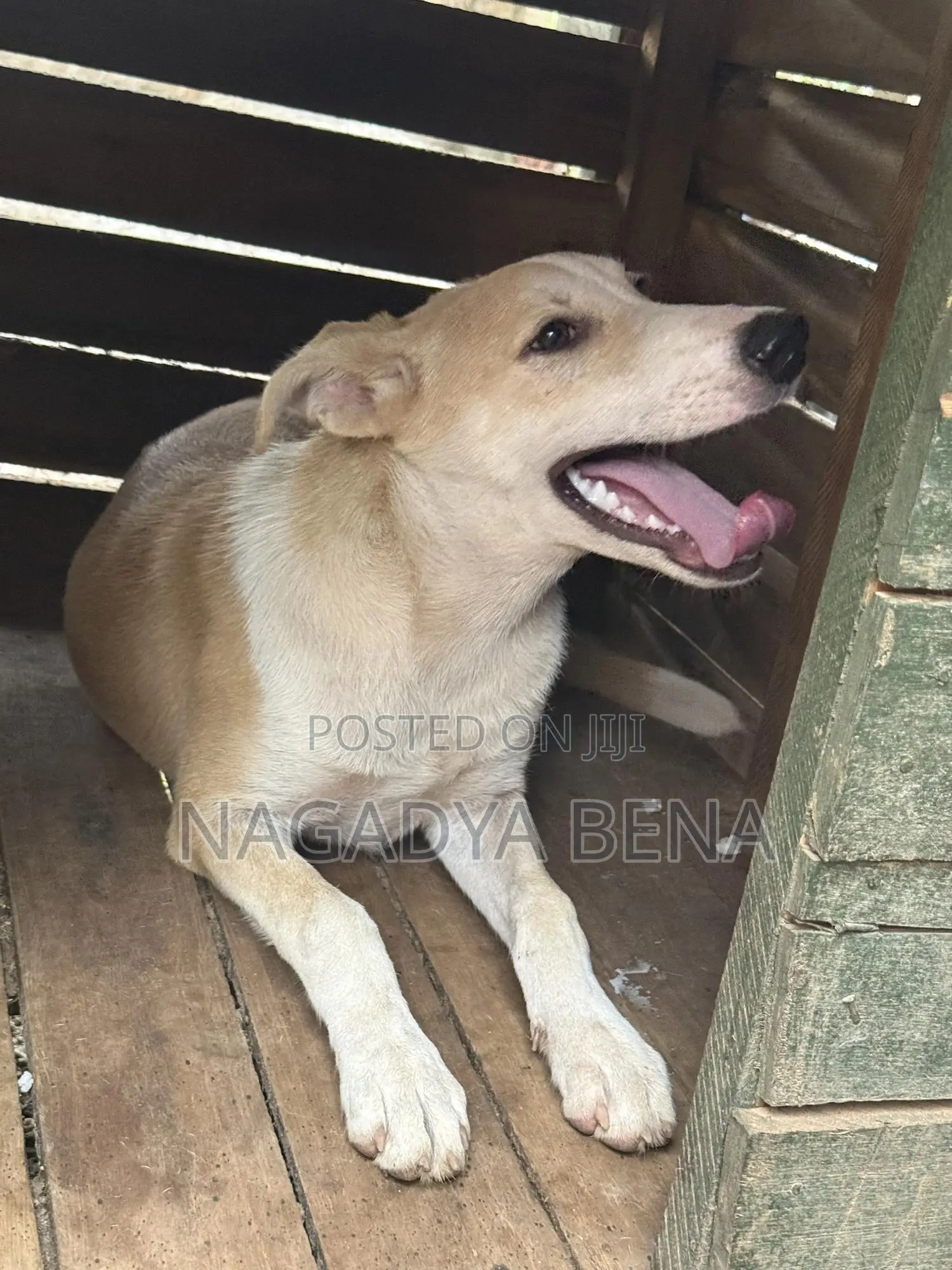 3-6 months Male Mixed Breed Dog