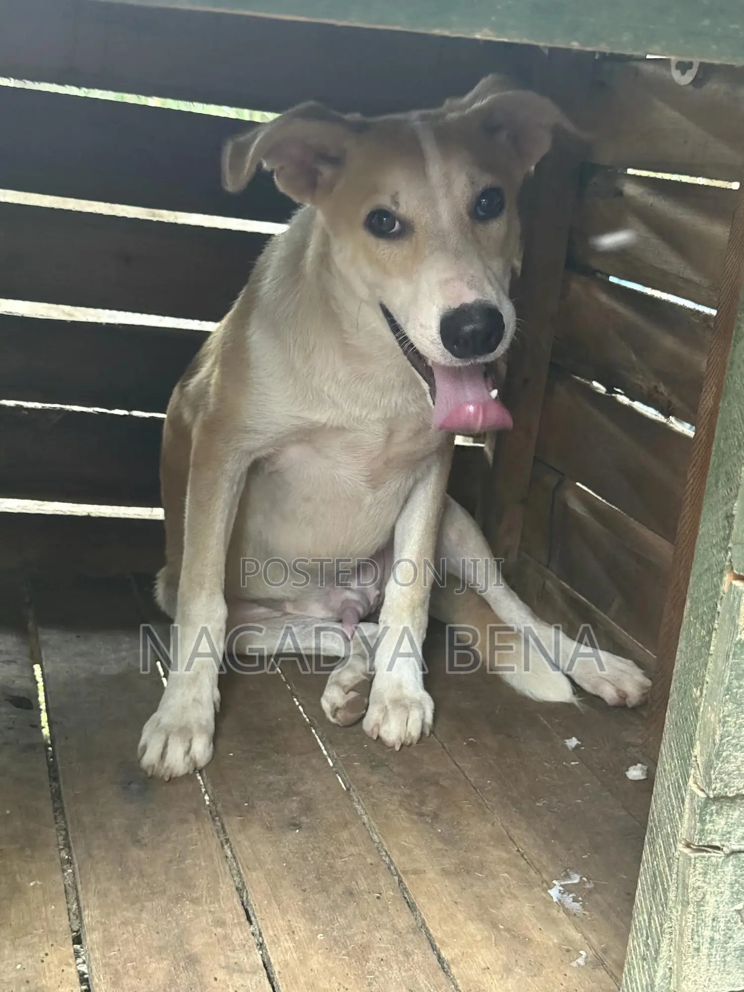 3-6 months Male Mixed Breed Dog